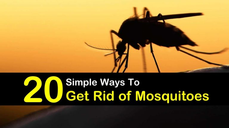How to Control Mosquitoes: Tips and Techniques