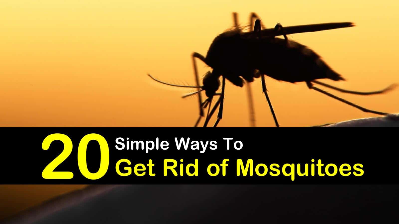 Control Mosquitoes
